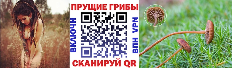 где продают наркотики  Змеиногорск  Галлюциногенные грибы Psilocybe 